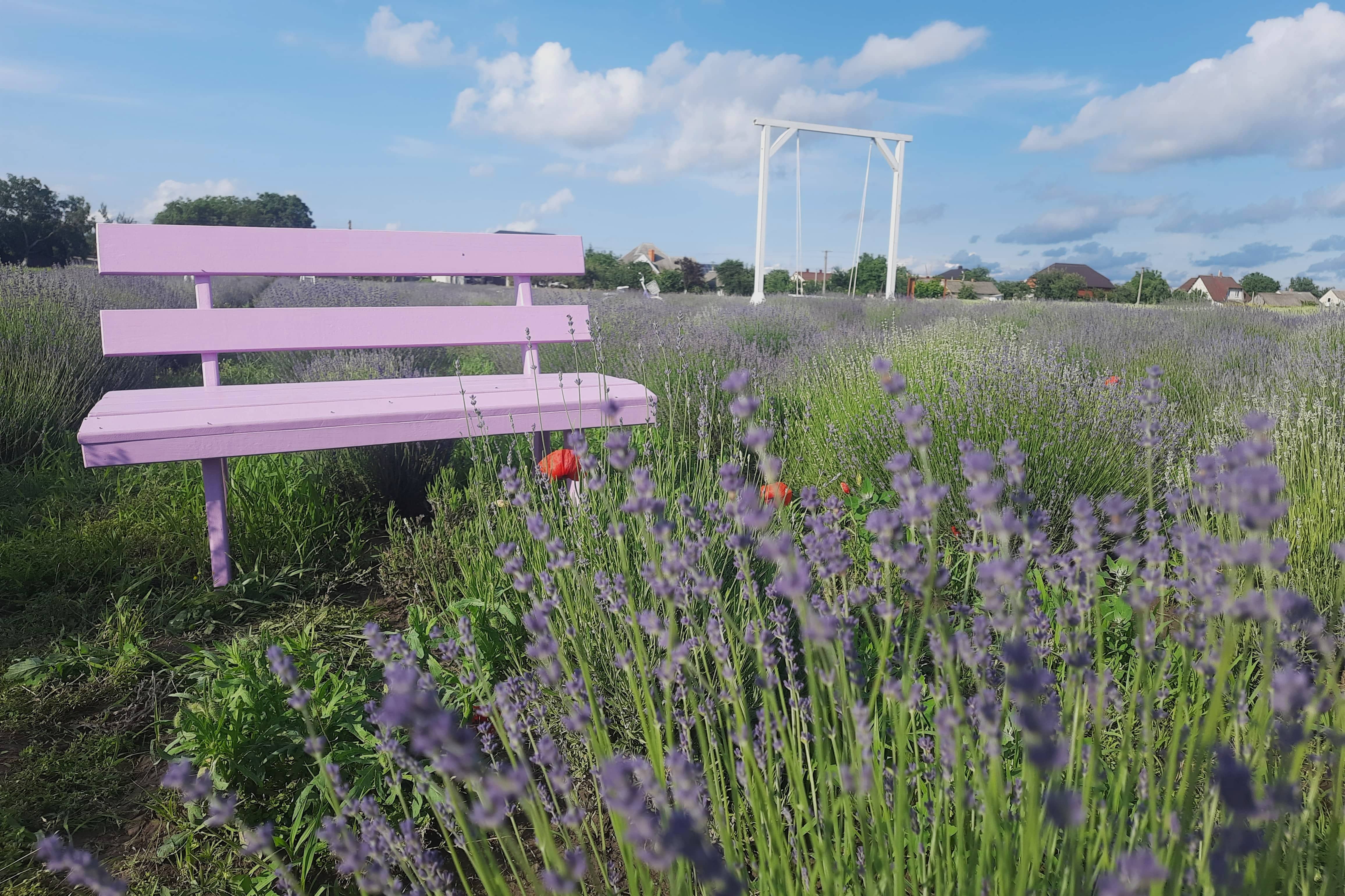 Лавандова ферма Purity – чарівне поле лаванди в Жидичині, ідеальне місце для фотосесій та релаксу.